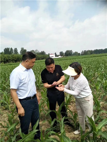 信陽市平橋區農業農村局多舉措應對持續高溫 確保農業正常生産_fororder_微信圖片_20220719103634