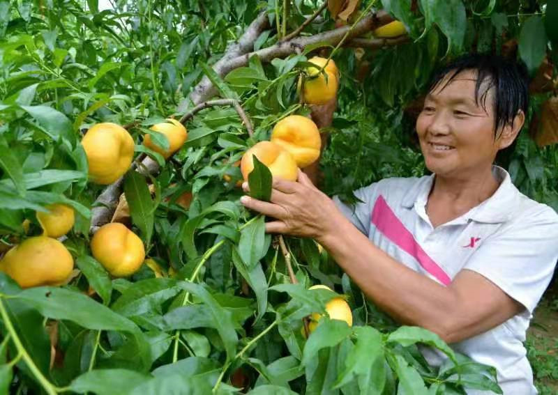 三門峽市城鄉一體化示範區陽店鎮：小小油蟠桃 致富大“寶貝”_fororder_工人採摘桃子 攝影 彭紅勇