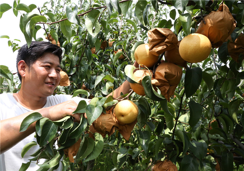 （有修改）【B】平頂山市寶豐縣：訂單梨果助農增收