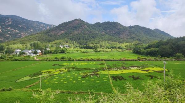 信陽羅山：稻田畫助推鄉村旅遊煥新出彩