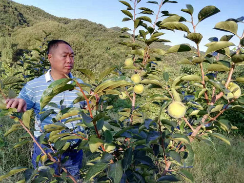 【河南供稿】河南魯山：回鄉創業成效顯 白草坪成了“百果山”