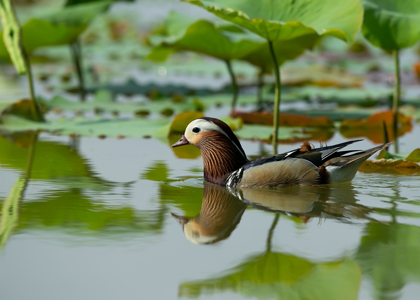 新鄉封丘：水鳥戲荷夏意濃