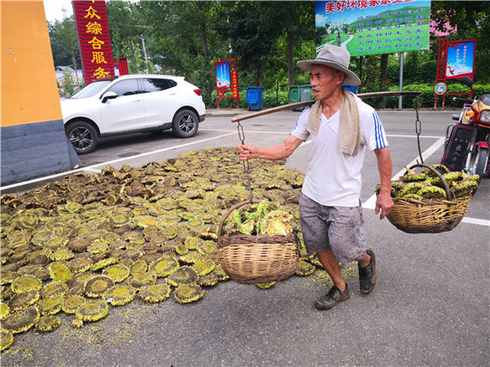 （有修改）【B】平頂山市魯山縣：金黃的向日葵熟了 淳樸的黃溝人笑了