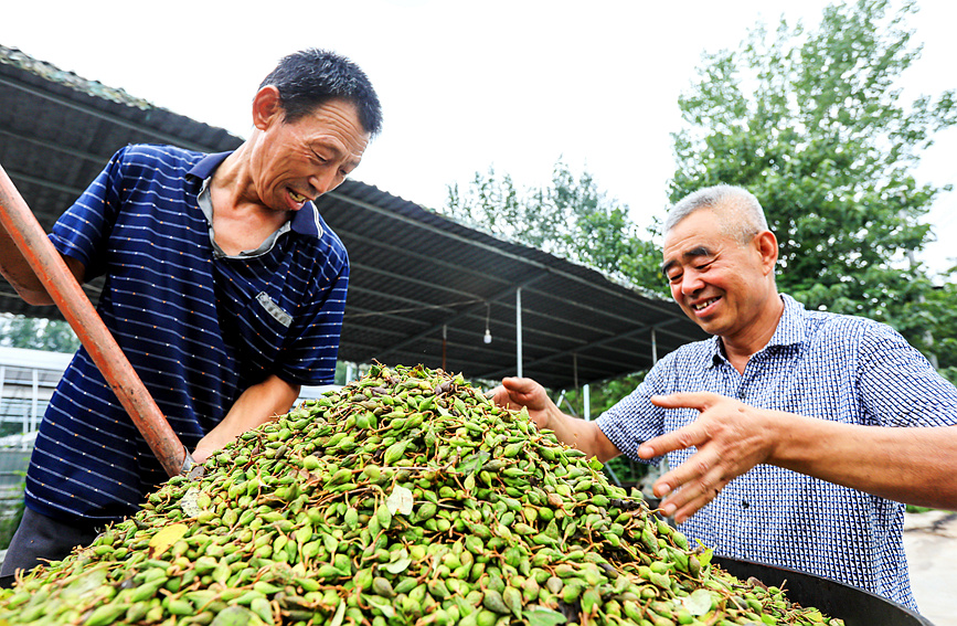 三門峽盧氏縣：翹香富農