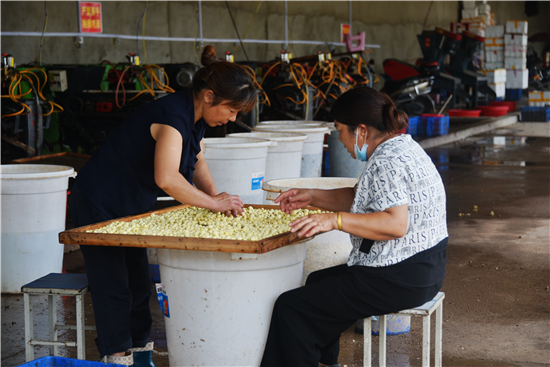 信陽平橋：小小蓮子成村民致富“金豆子”_fororder_圖片8