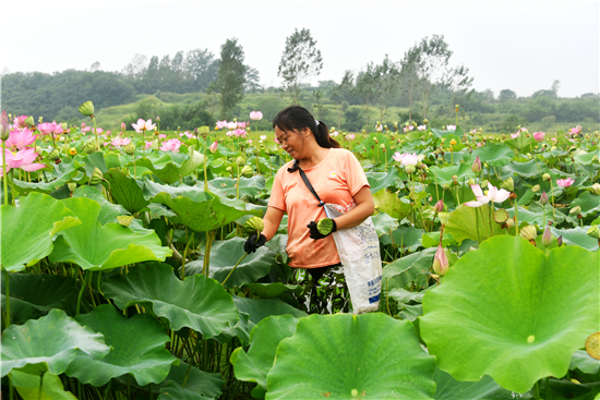 信陽平橋：小小蓮子成村民致富“金豆子”_fororder_圖片7