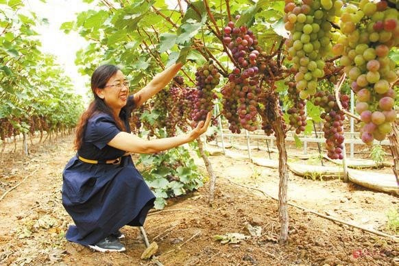 【河南在線】河南泌陽：扶貧葡萄甜人心