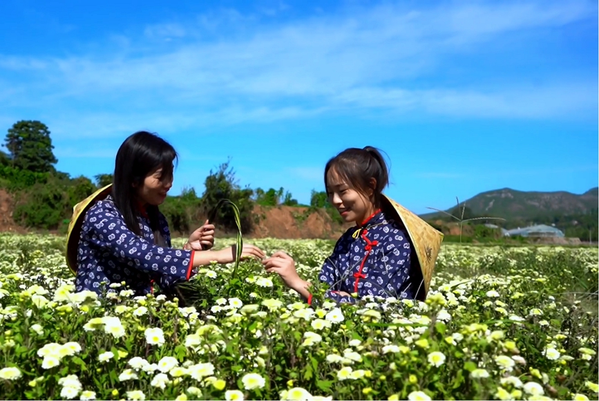 安陽林州：“菊花之鄉”唱響豐收歌