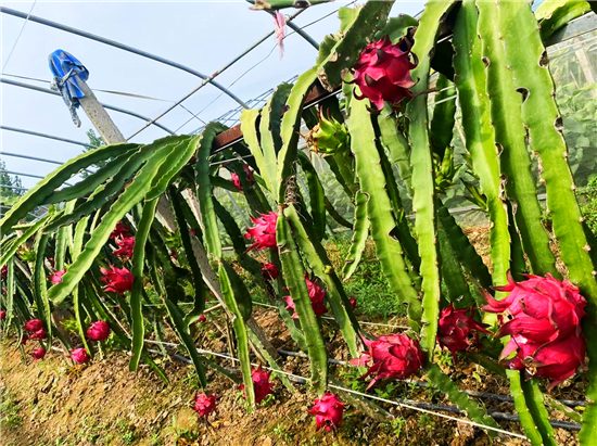 【鄉村振興看河南】開封市通許縣練城鄉彪崗村：火龍果喜獲豐收 紅火村民致富路_fororder_圖片2