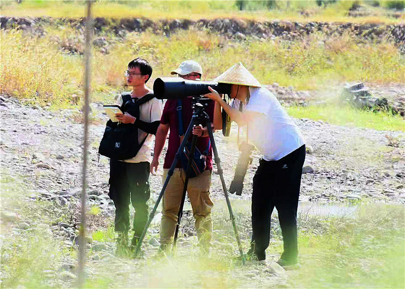 “鳥界國寶”東方白鸛首次現身平頂山市寶豐北汝河濕地_fororder_東方白鸛（Ciconia boyciana）飛翔照片_0106副本