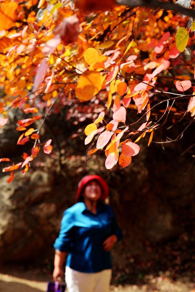 濟源：霜降至 紅葉紅