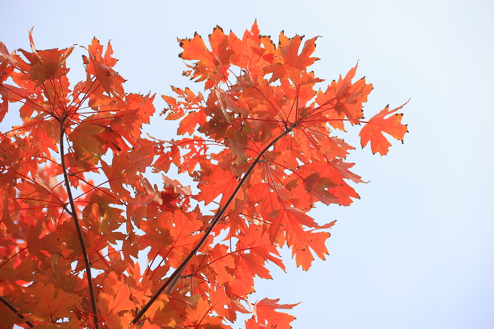 河南開封：楓紅染秋