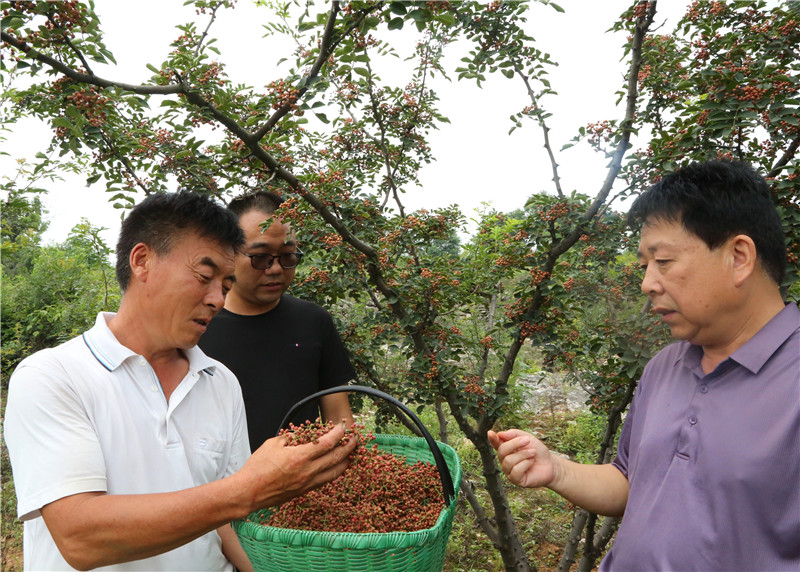 【B】河南寶豐：花椒産業助增收