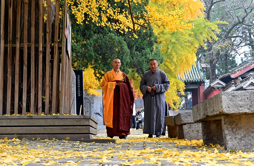 千年古剎少林寺 銀杏葉落遍地金