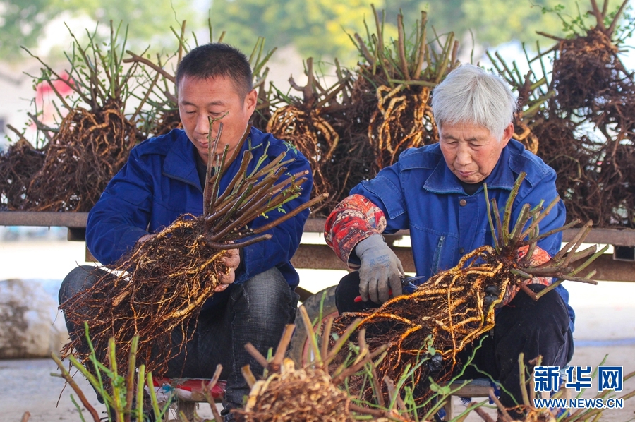 河南南陽：“立冬”日 剪月季