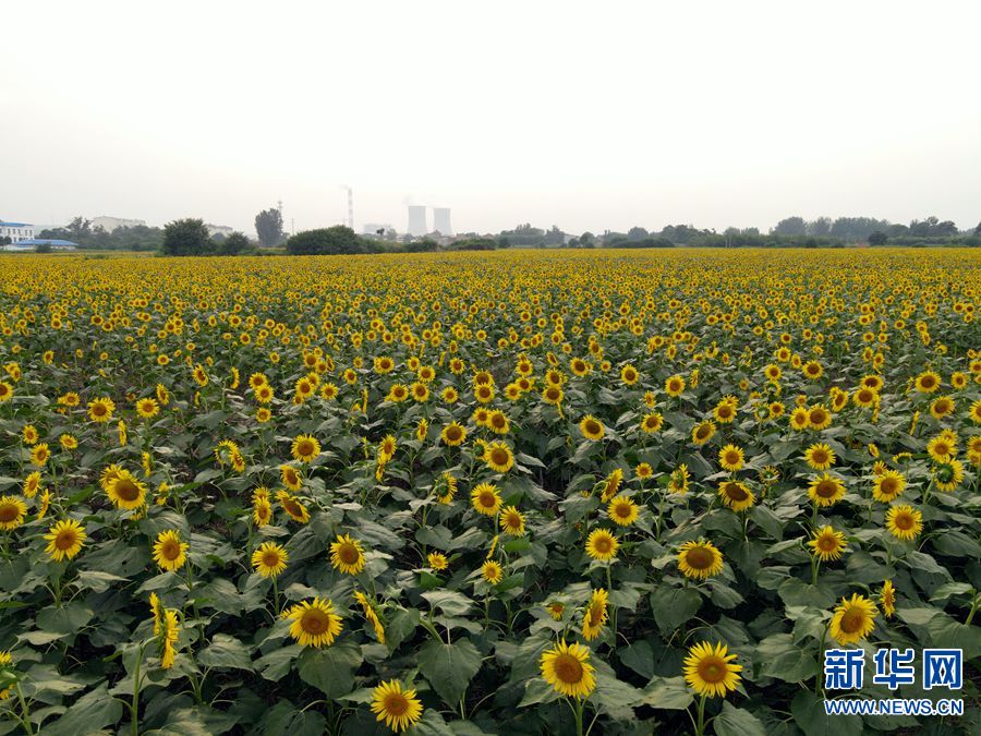 【城市遠洋】河南洛陽：向陽花開醉遊人