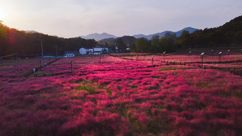 【原創】信陽羅山：漫步花海裏 人在畫中游_fororder_粉紅花海