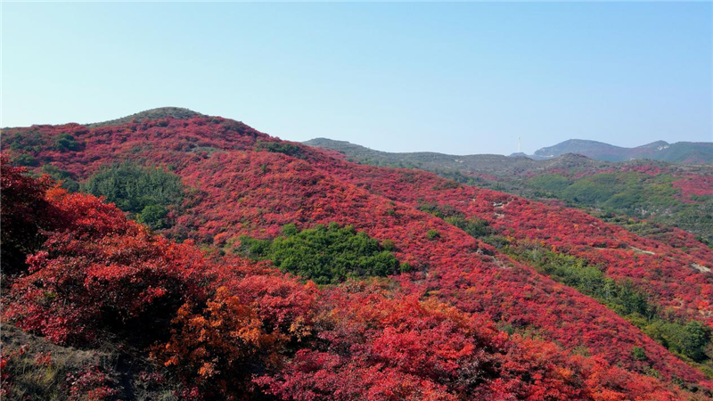 許昌禹州鳩山：滿山紅葉惹人醉_fororder_圖片14