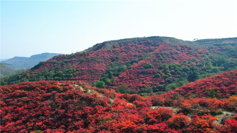 許昌禹州鳩山：滿山紅葉惹人醉_fororder_圖片15