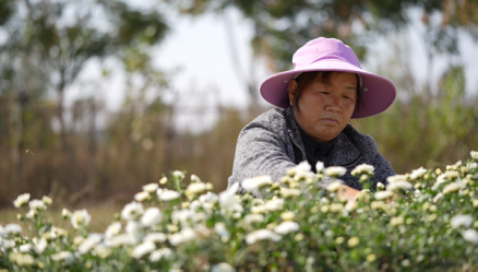 信陽市平橋區：菊花漫野搖曳生“金” 紅薯飄香産業興旺_fororder__65380001