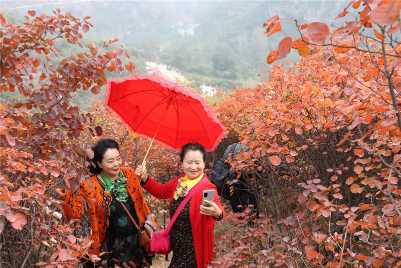 許昌禹州鳩山：滿山紅葉惹人醉_fororder_圖片16