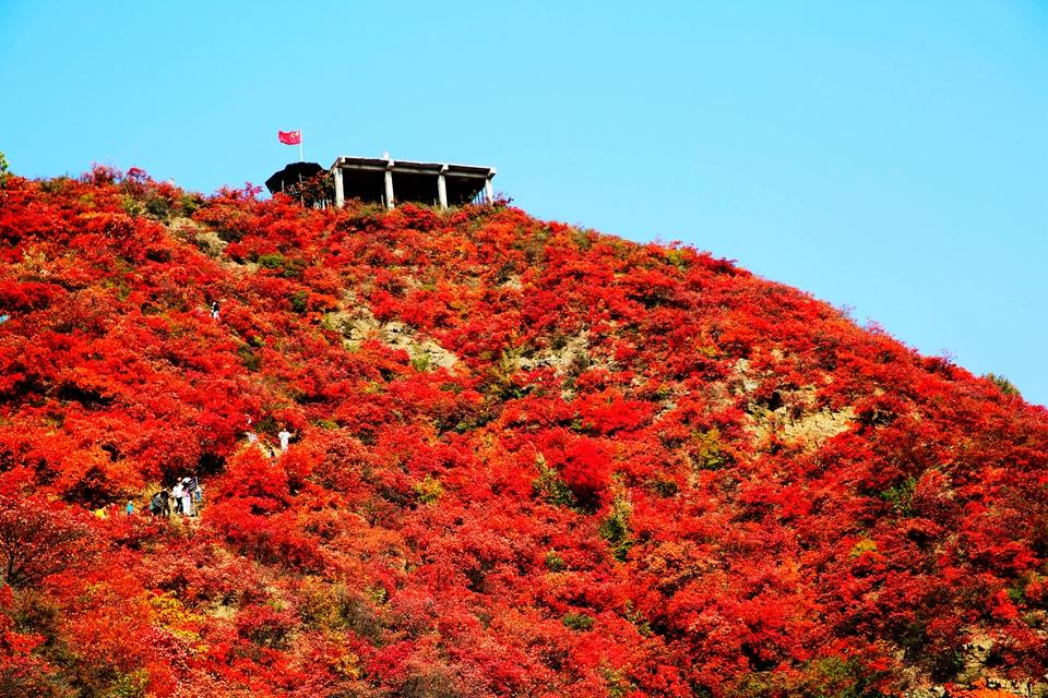 濟源：霜降至 紅葉紅