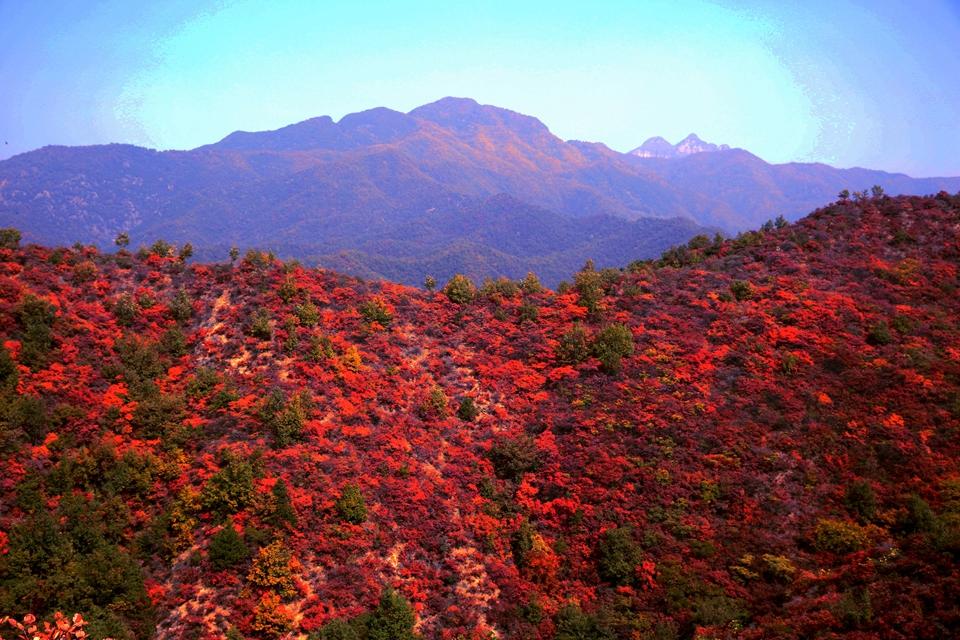 濟源：霜降至 紅葉紅