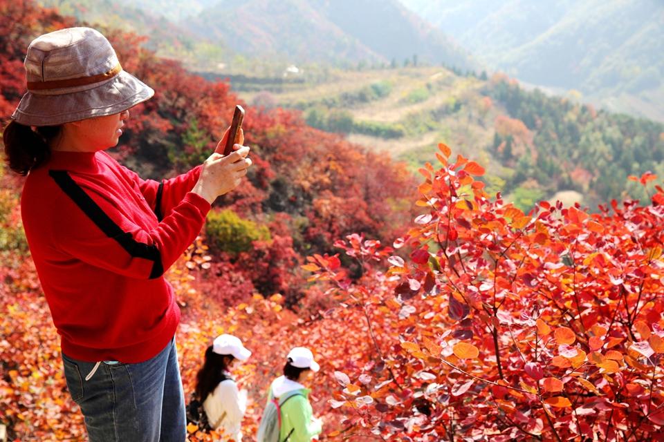 濟源：霜降至 紅葉紅