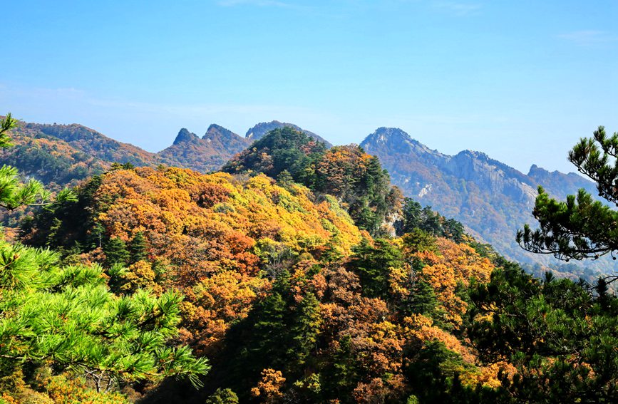 南陽內鄉：紅葉盡染寶天曼