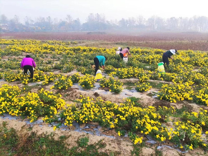 【原創】信陽市平橋區：又是一年菊好景，農戶地裏採摘忙_fororder_111