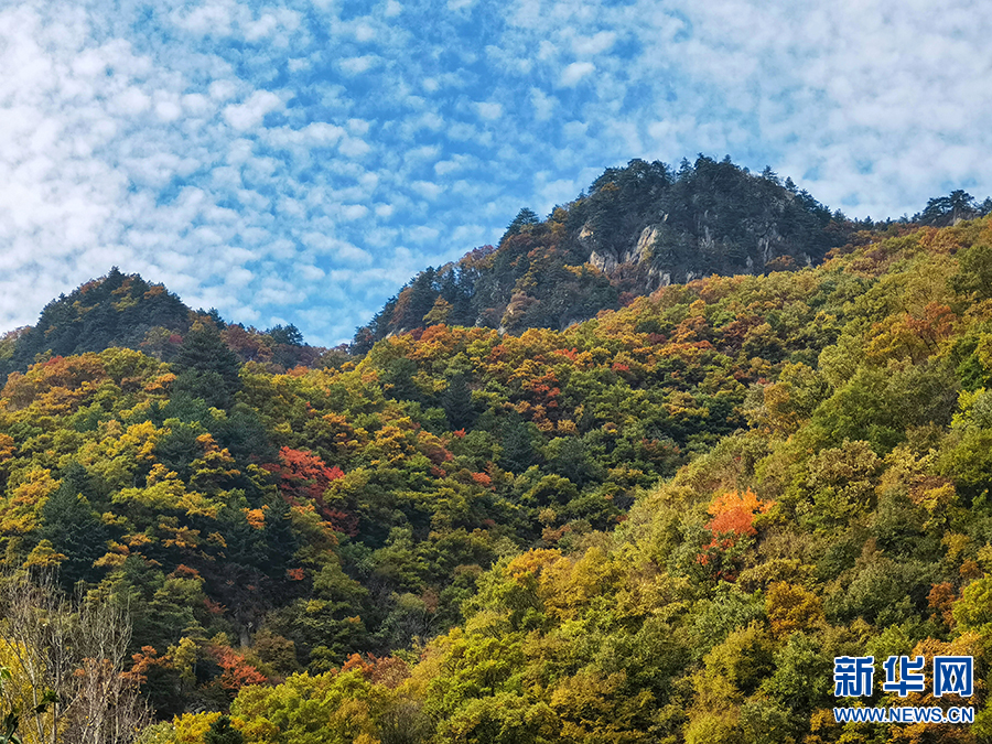 南陽西峽：秋日山林層林盡染