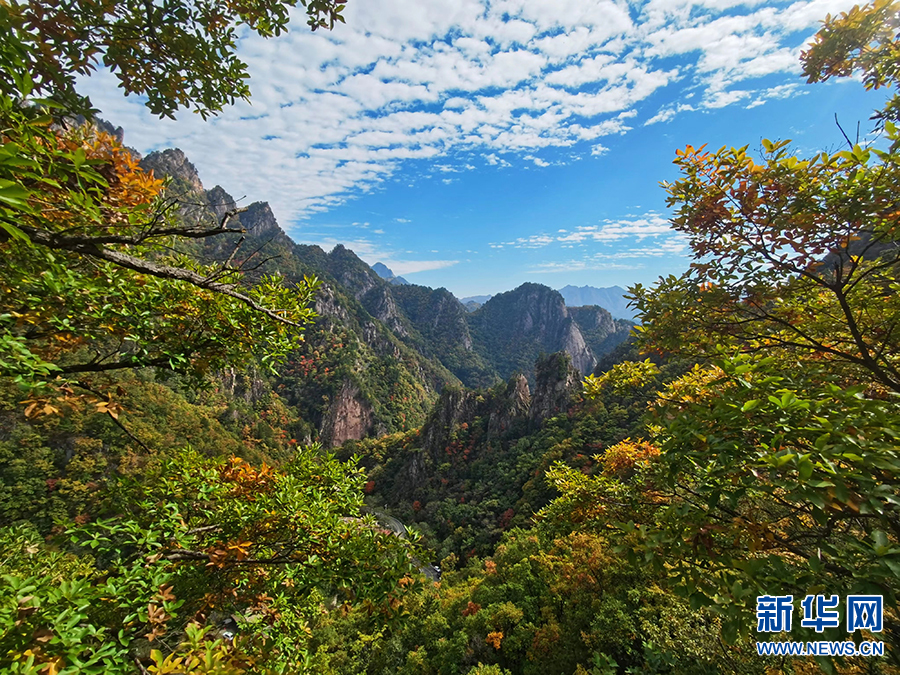 南陽西峽：秋日山林層林盡染