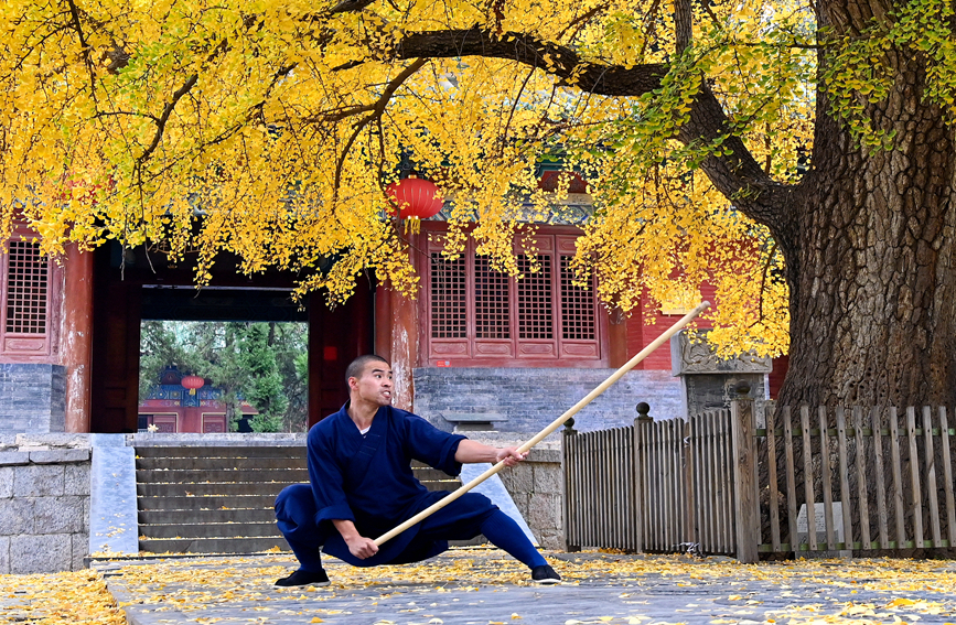 千年古剎少林寺 銀杏葉落遍地金