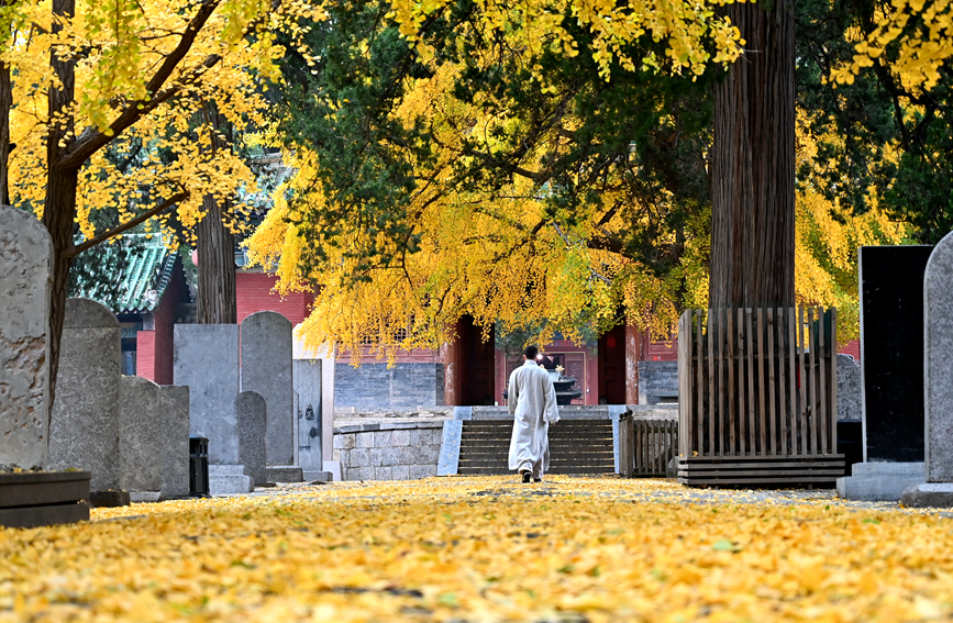 千年古剎少林寺 銀杏葉落遍地金