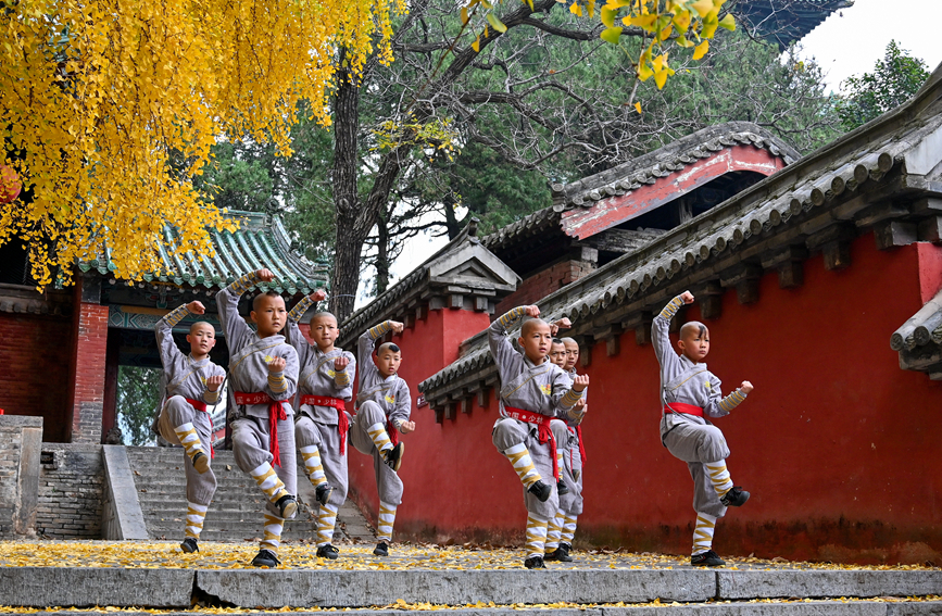 千年古剎少林寺 銀杏葉落遍地金