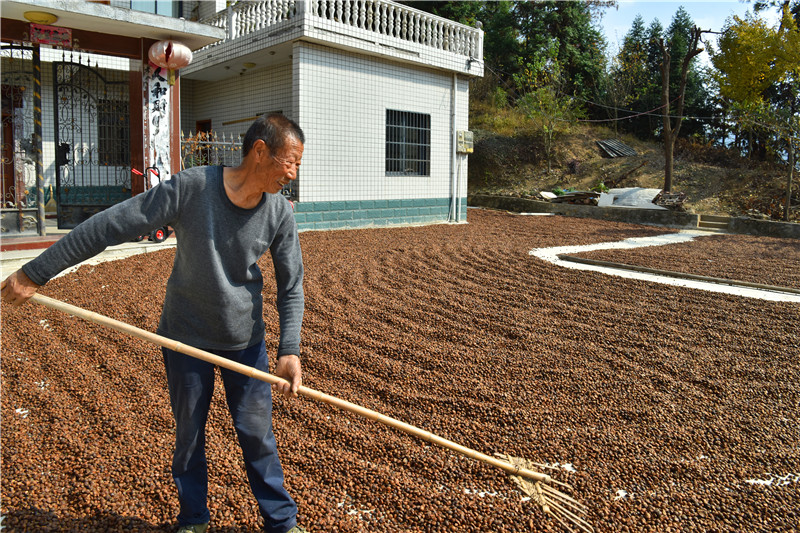 信陽新縣：一片油茶林 帶富一方人_fororder_晾曬新鮮的油茶果（焦漢平 攝）.JPG