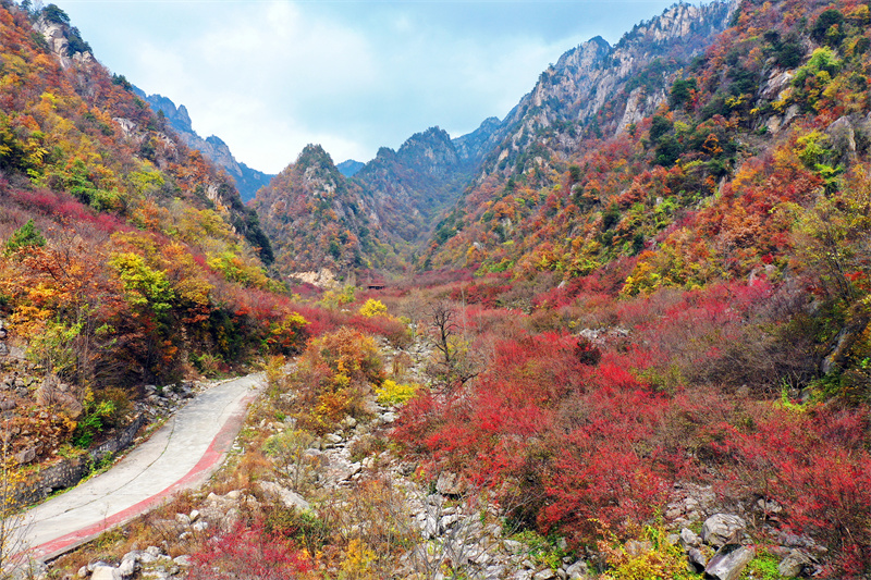 【原創】南陽老界嶺：萬畝山茱萸喜獲豐收_fororder_漫山遍野的山茱萸 攝影 楊永青