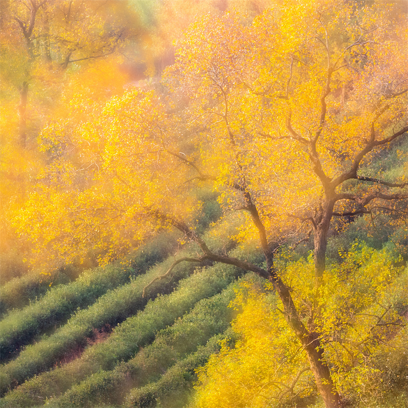 信陽新縣：醉人金秋吐芳華_fororder_高山茶園，秋色醉人