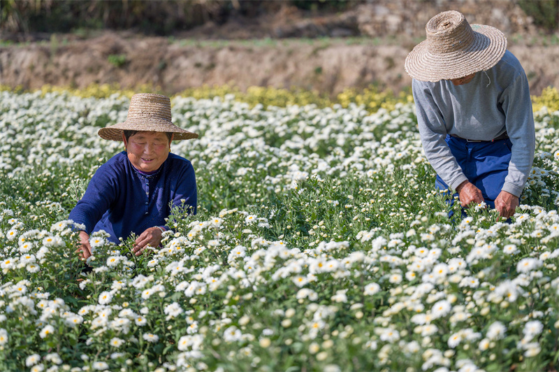 【原創】信陽新縣：白菊花開遍地“金”_fororder_村民採摘田白菊  蔣侖 攝