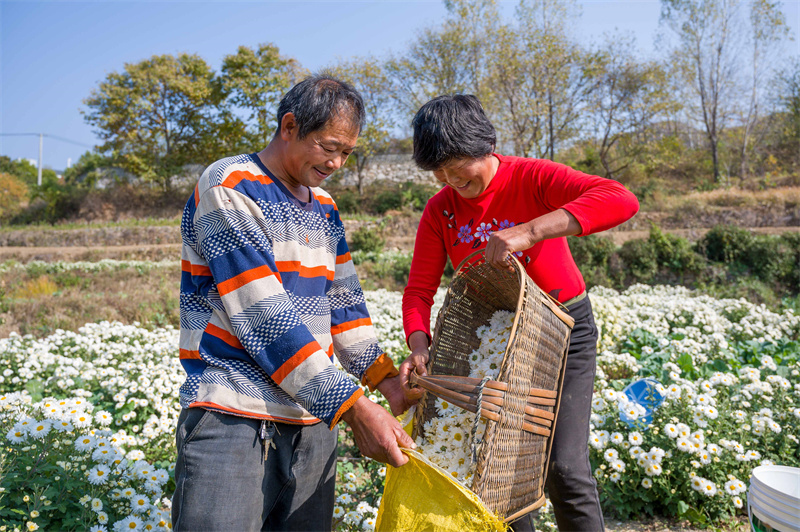 【原創】信陽新縣：白菊花開遍地“金”_fororder_採摘好的菊花裝袋，就近送到九宋陶興農科技有限公司出售 蔣侖 攝