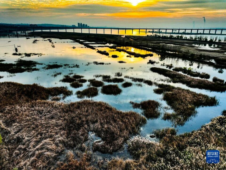 河南濟源：黃河濕地冬景如畫