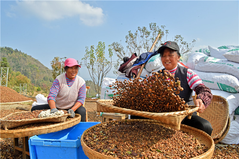 信陽新縣：一片油茶林 帶富一方人_fororder_挑選品質好的油茶果（焦漢平 攝）.JPG