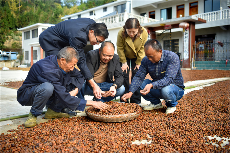 信陽新縣：一片油茶林 帶富一方人_fororder_油茶果喜獲豐收（焦漢平 攝）.JPG