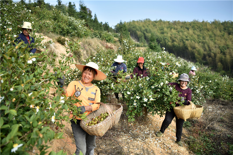 信陽新縣：一片油茶林 帶富一方人_fororder_採摘油茶果（焦漢平 攝）.JPG