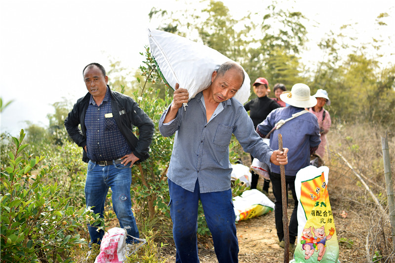 信陽新縣：一片油茶林 帶富一方人_fororder_扛起滿滿一袋油茶果（焦漢平 攝）.JPG