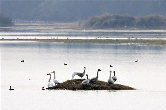 河南省南陽市入選首屆“生物多樣性魅力城市”_fororder_內鄉縣湍河濕地裏的天鵝 攝影 李志來