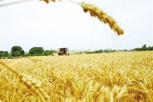 商丘市糧食産量連續7年站穩140億斤臺階