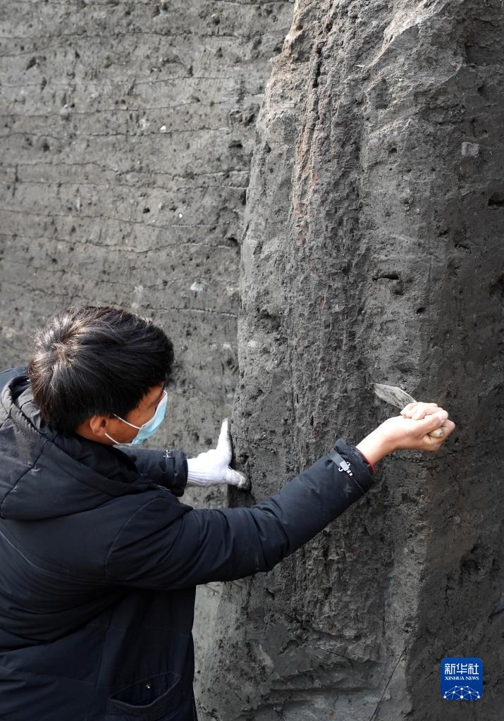 新華全媒+｜河南商丘宋國故城遺址發現大面積千年桑樹和柏樹枝