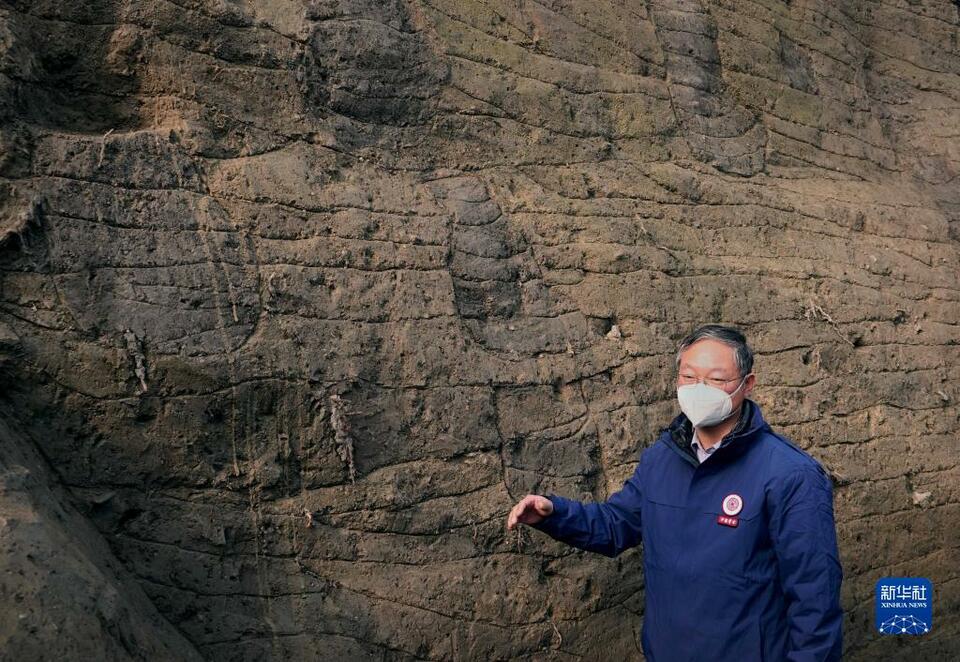 新華全媒+｜河南商丘宋國故城遺址發現大面積千年桑樹和柏樹枝