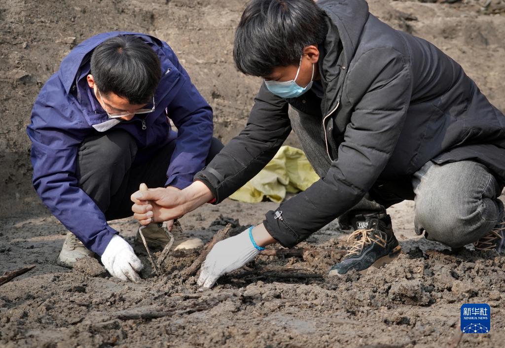 新華全媒+｜河南商丘宋國故城遺址發現大面積千年桑樹和柏樹枝